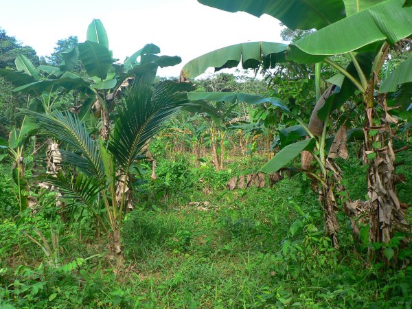120- Plantations kunas dans la foret 